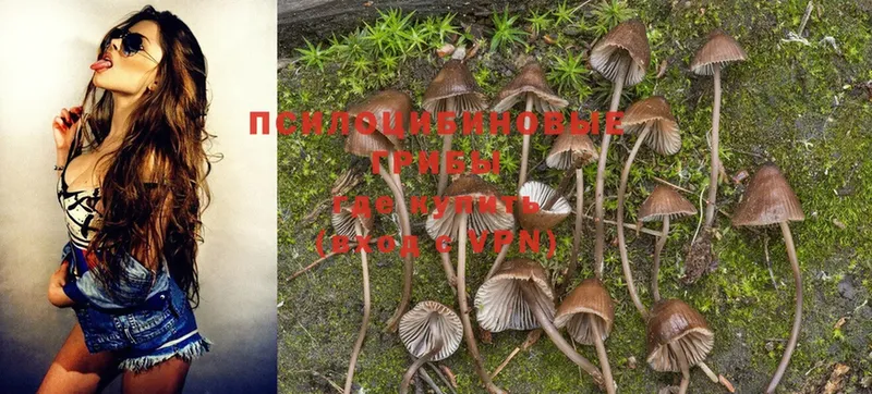 маркетплейс наркотические препараты  Ладушкин  Псилоцибиновые грибы Magic Shrooms  купить  цена 